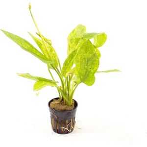Echinodorus cordifolius 'Marble Queen' - Aquariumplant - Groen met Witte Marmering - 5 cm Pot