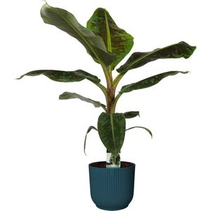Musa Dwarf Cavendish  in ELHO sierpot Vibes Fold Round (diepblauw) ↨ 80cm - hoge kwaliteit planten