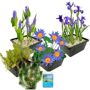 vdvelde.com - Waterplanten Pakket Blauw - S - 100 - 400 L - 15 planten voor 100 - 400 L - Zonder filterbodem substraat - Plaatsing: -1 tot -100 cm