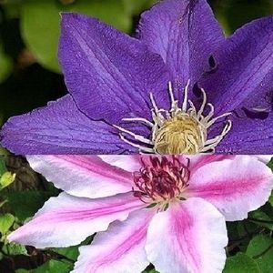 2 x Clematis Klimplanten: Set van Clematis The President & Clematis Nelly Moser - Blauw\Roze - Meerjarig en Winterhard | 2 x 1,5 liter pot