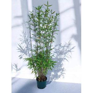 Fargesia Nitida Winter Joy - Set van 3 - 120+ cm Hoog - 5.5 Liter Kwekerspot | Fargesia Bamboe Planten | Winterhard | Wintergroen | Niet-Woekerend | Cadeau Plant