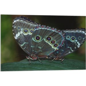 WallClassics - Vlag - Morpho Vlinder op Donkergroen Blad - 75x50 cm Foto op Polyester Vlag