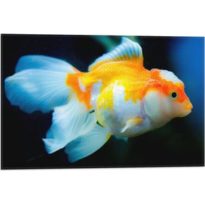 WallClassics - Vlag - Oranje Witte Goudvis - 60x40 cm Foto op Polyester Vlag