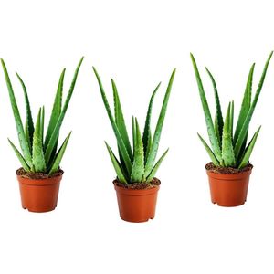 Aloë Vera - 3 Planten - Ø 10,5 cm -  Hoogte: 25 - 35cm – Kamerplant – Aloë – Succulent – Vetplant - Garden Select