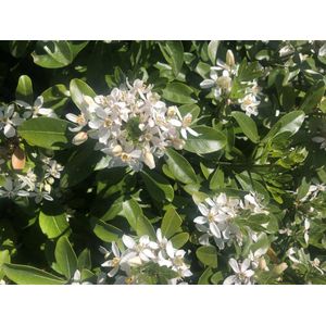 Choisya Ternata - Mexicaanse Oranjebloesem , Glansmispel 40-50 cm in pot