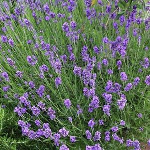 25 x Lavendel Munstead - Vaste Planten - Tuinplanten Winterhard - Lavandula angustifolia 'Munstead' in 9x9cm pot met hoogte 5-10cm