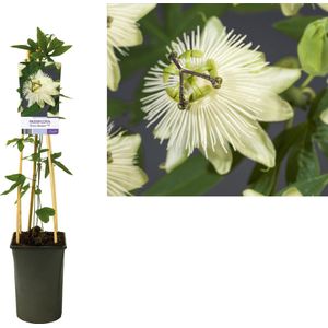 Plantenboetiek.nl | Passiflora 'Snow Queen' - passiebloem - Ø17cm - 75cm hoog - Tuinplant