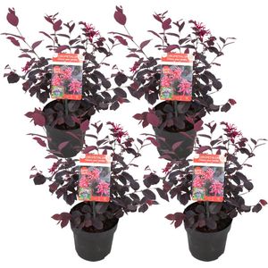 Plant in a Box - Loropetalum Ever Red - Set van 4 - Franjeboom - Sierheester - Tuinplant - Winterhard - Pot 13cm - Hoogte 25-35cm