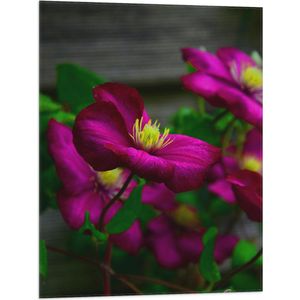 WallClassics - Vlag - Paars-Roze Gentiaan Bloemen - 60x80 cm Foto op Polyester Vlag