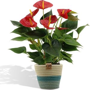 Anthurium andreanum Diamond Red incl. PURE mand - 45cm - Ø12