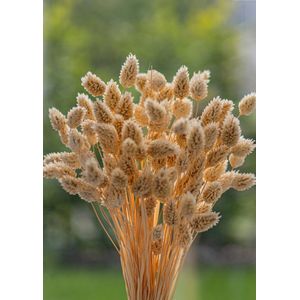 Droogbloemen - Phalaris Canariensis - Kanariezaad - Meloen | 70cm | +- 100g | Perfect voor Boeketten, Decoratie, Doopsuiker, Huwelijk & Verjaardagen | Duurzaam en Stijlvol Bloemenarrangement