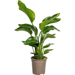 Witte Paradijsvogelplant, Tropische Sferen, Groene Kamerplant, Strelitzia Nicolai Ø21cm -  65-70 cm