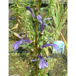 Blauwe Waterlobelia (Lobelia sessilifolia) - Vijverplant - 3 losse planten - Om zelf op te potten - Vijverplanten Webshop