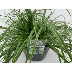 Plants Online - Tuinplanten - Siergrassen - Set van 5 - Carex oshimensis 'Everlime' - 5 liter pot - Plant