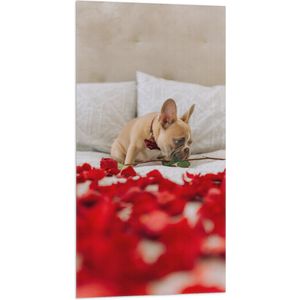 WallClassics - Vlag - Hondje op Bed met Rode Rozenblaadjes - Franse Buldog - 50x100 cm Foto op Polyester Vlag