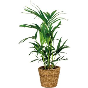 Howea Forsteriana Incl Zeegras Mand - Kentia palm - Luchtzuiverend - ⌀19 cm - 90-100 cm