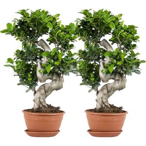 2x Ficus microcarpa 'Ginseng' S-vorm – Bonsai – Kamerplant – ⌀22 cm - 60-70 cm