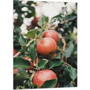 WallClassics - Vlag - Appels in de Boom - 70x105 cm Foto op Polyester Vlag