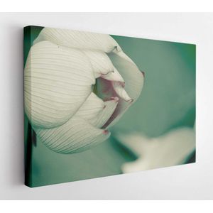 The beautiful blooming pink lotus flower on the pool in closeup - Modern Art Canvas - Horizontal - 556063675 - 50*40 Horizontal