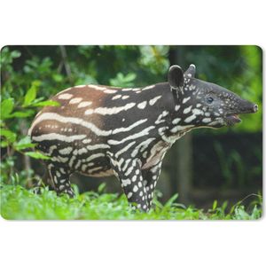 Bureau mat - Jonge tapir in de jungle - 60x40