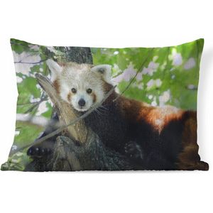 Sierkussen Rode panda voor binnen - Rode panda zittend op boomtak - 60x40 cm - rechthoekig binnenkussen van katoen