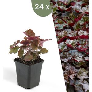 Plants by Frank | 24 Purperklokjes Planten | Heuchera micrantha 'Palace Purple' | Winterharde bodembedekker planten | tuinplanten | Winterharde vaste planten meerjarig | Winterharde tuinplanten