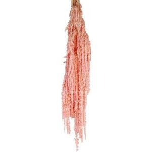 Lichtroze Amaranthus Caudatus | Gepreserveerde roze Hangamarant | Lengte 50 - 80 centimeter | Per stuk