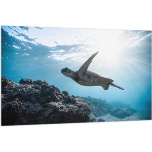 WallClassics - Vlag - Schilpad Zwemmend onder Water - 150x100 cm Foto op Polyester Vlag