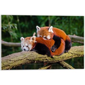 WallClassics - PVC Schuimplaat- Knuffelende Rode Panda's - 60x40 cm Foto op PVC Schuimplaat