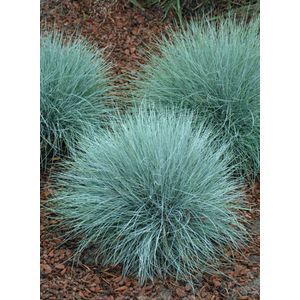 Plants Online - Tuinplanten - Vaste planten - Set van 5 - Melica ciliata - 0.7 liter pot - Plant