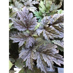 6 x Actaea 'Chocoholic' - Zilverkaars - P9 Pot (9 x 9cm) - Dima Vaste Planten