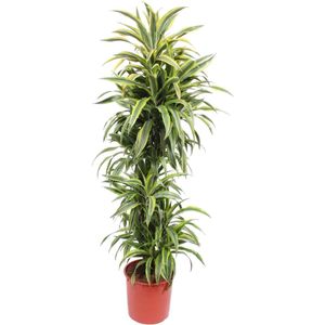 Dracaena Lemon Lime -