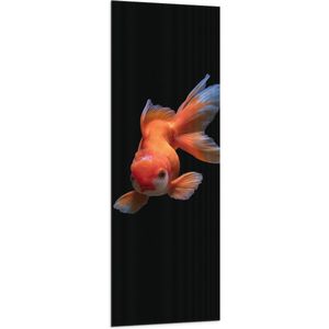WallClassics - Vlag - Oranje Tropische Vis tegen Zwarte Achtergrond - 50x150 cm Foto op Polyester Vlag