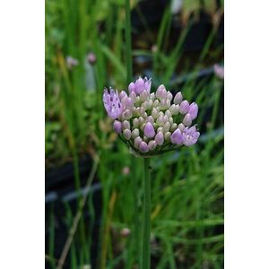 Moeraslook (Allium palistris) - Vijverplant - 3 losse planten - Om zelf op te potten - Vijverplanten Webshop