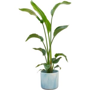 MaatShopXL | Combi Deal - Strelitzia Nicolai Inclusief Elho Ocean Round Atlantisch Blauw Ø22 - 100 Cm