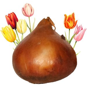 50 Tulpenbollen verpakt in doosje - Bloembollen - Tulpen - Tulp Bollen - Bloemen - cadeau - Tulpen Kado - Zaadbom.com