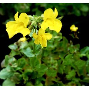 Gele maskerbloem (Mimulus luteus) - Vijverplant - 3 losse planten - Om zelf op te potten - Vijverplanten Webshop