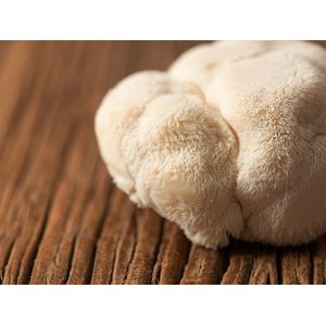 120 gram broed voor Pruikzwam / Lion's mane - Zelf Lion's mane kweken - Broed voor Hericium erinaceus