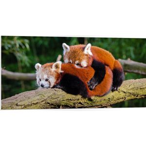 WallClassics - PVC Schuimplaat- Knuffelende Rode Panda's - 100x50 cm Foto op PVC Schuimplaat