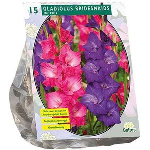 Gladiolus Bridesmaids, Mix per 15 | Snijbloem | Pluktuin | Gladiool | Pastel | Roze | Paars