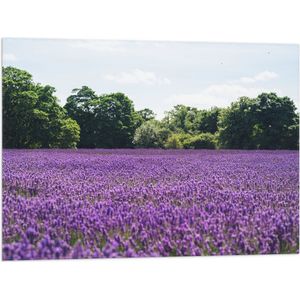 WallClassics - Vlag - Paars Lavendelveld met Groene Bomen - 80x60 cm Foto op Polyester Vlag
