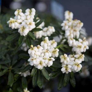 Rotsheide - Pieris japonica ‘Debutante’ - 20-30 cm