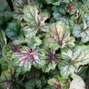 3x Heuchera ‘Green Spice’® - Purperklokje - Pot 9x9 cm