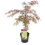 Hello Plants Acer Palmatum Garnet Japanse Esdoorn - Struik, Sierheester - Ø 19 cm - Hoogte: 40 cm