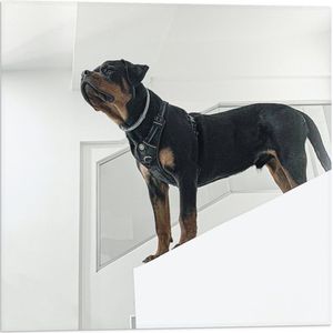 WallClassics - Vlag - Rottweiler op Trap - 50x50 cm Foto op Polyester Vlag