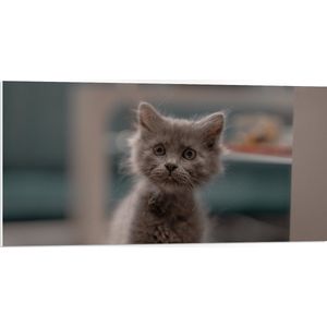 WallClassics - PVC Schuimplaat - Aankijkende Kitten in Camera - 100x50 cm Foto op PVC Schuimplaat (Met Ophangsysteem)