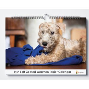 Iris Soft Coated Wheaten Terriër kalender 35x24 cm | Verjaardagskalender Iris Soft Coated Wheaten Terriër honden | Verjaardagskalender Volwassenen