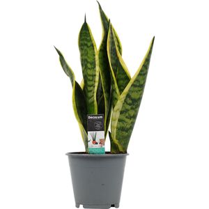 Sansevieria Superba - Hoogte 35cm - Pot 12cm