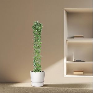 Cissus rotundifolia gaasrek - 160 cm - ø27