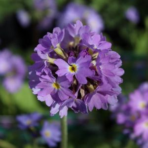 6x Kogelsleutelbloem - Primula denticulata ‘Cashemiriana’ - Pot 9x9cm